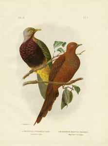 Storhalet due eller brun due eller brun gjøkdue, 1891
